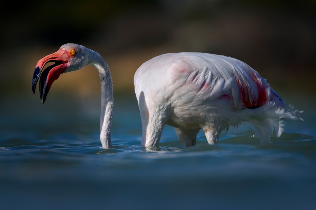 Den spanske Middelhavs artikkelen. Historien om noen svaler, og et møte med&nbsp;flamingoer